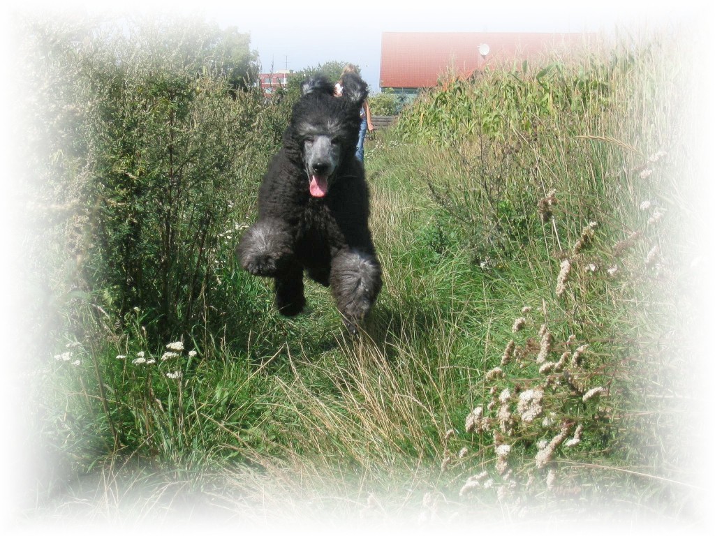 Originál Albertův skok