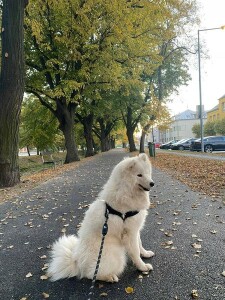 Aila 10-21-1