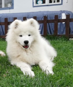 Dakotka