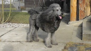 albert3