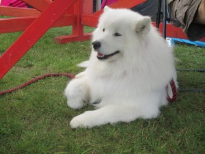 maja2