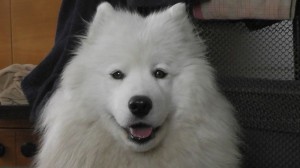 maja5