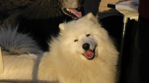 maja6
