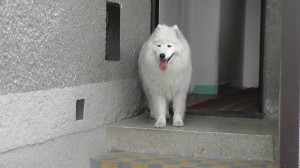 maja9